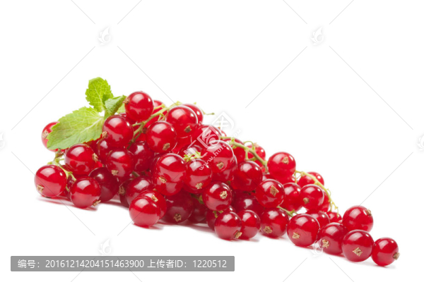 紅醋栗漿果分離