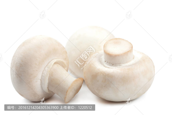 鮮蘑菇中分離