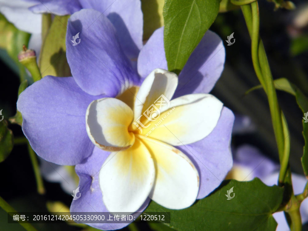 尼夫Monosson素馨花