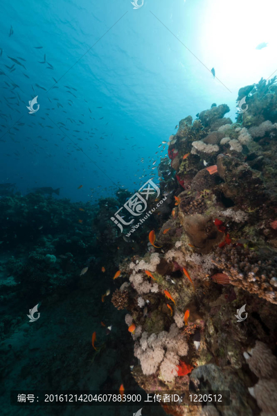 紅海中的珊瑚礁和魚。