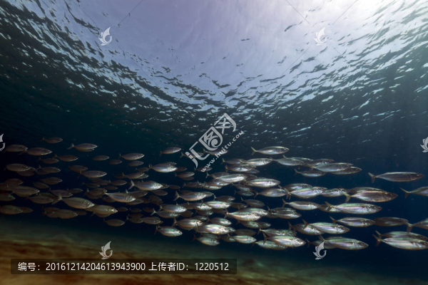 條紋的魚（rastrelliger,kanagurta）在紅海。