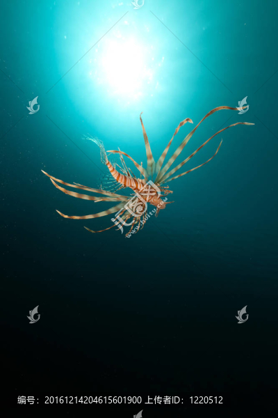 獅子魚和熱帶在紅海的珊瑚礁。