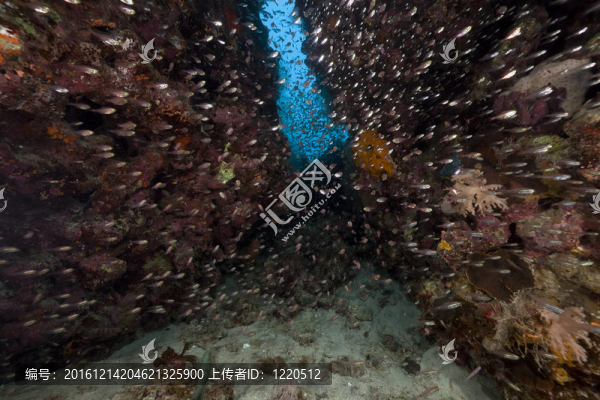 紅海中的魚類和熱帶珊瑚礁。