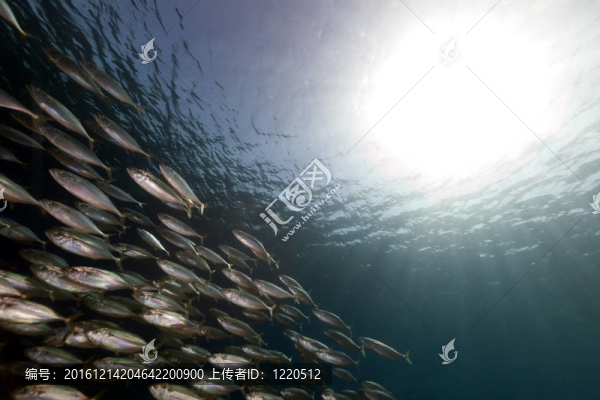 條紋的魚（rastrelliger,kanagurta）在紅海。