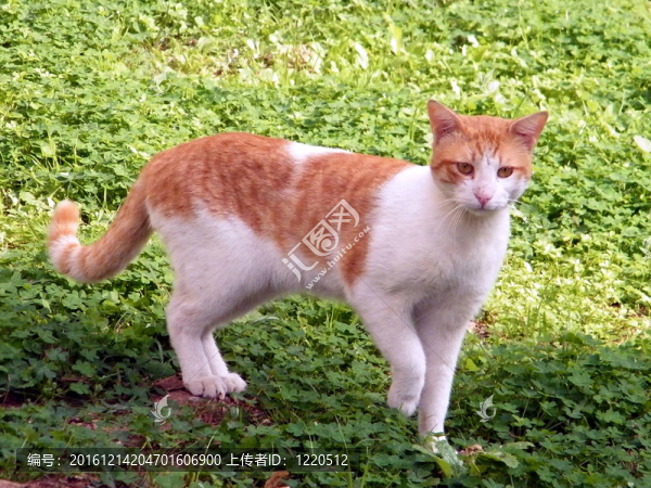 尼夫Monosson貓2011