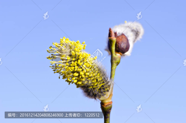 春黃褪色柳和天空