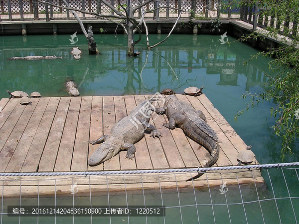 鱷魚公園里的鱷魚和夢露2003