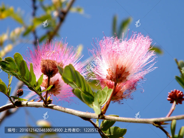 Neve,Monosson,Calliandra,2011