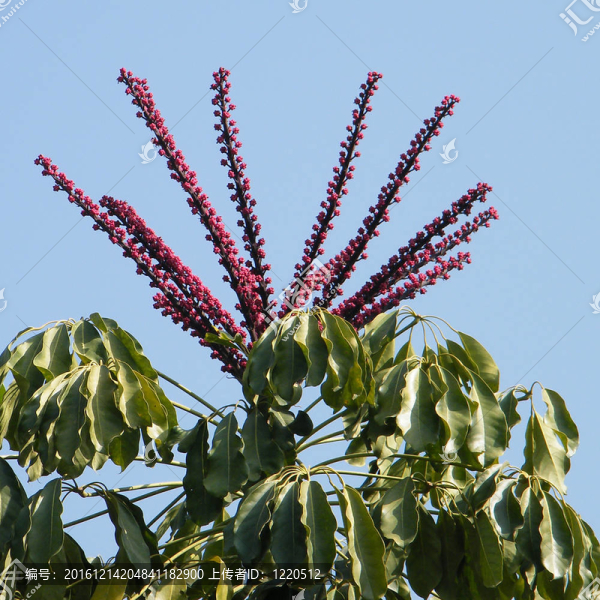Neve,Monosson,Schefflera,actinophylla樹2010
