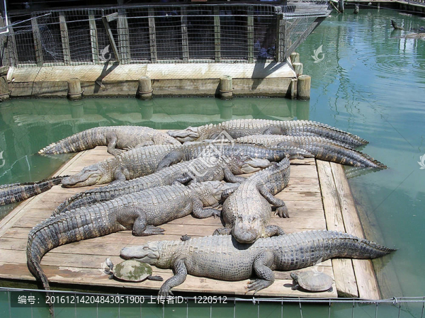 夢露鱷魚公園2003