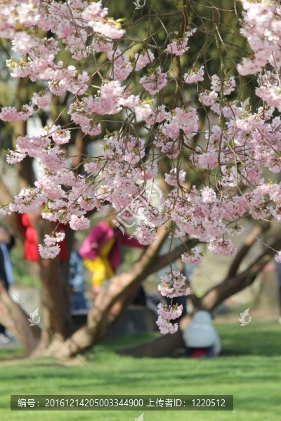 春天公園里的一天