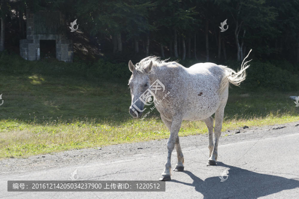 在亞平寧山脈牧場的馬