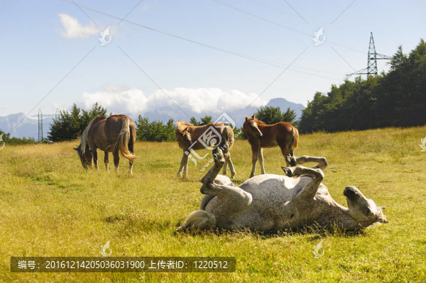 在亞平寧山脈牧場的馬
