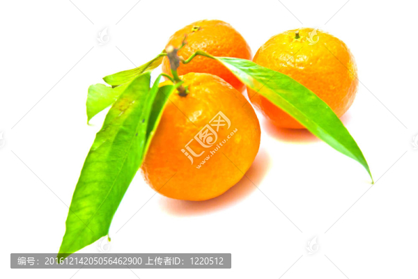 三求購在樹枝上