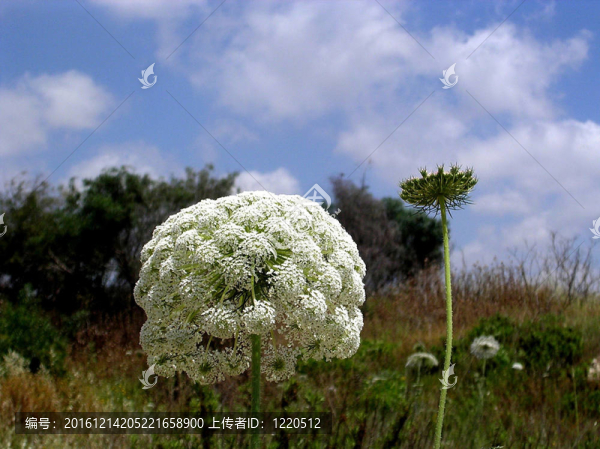 特拉維夫開始公園胡蘿卜2005