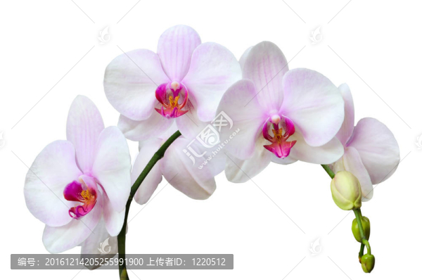 蘭花