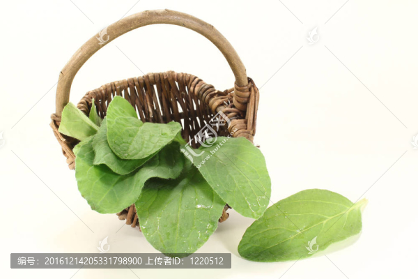 新鮮的琉璃苣