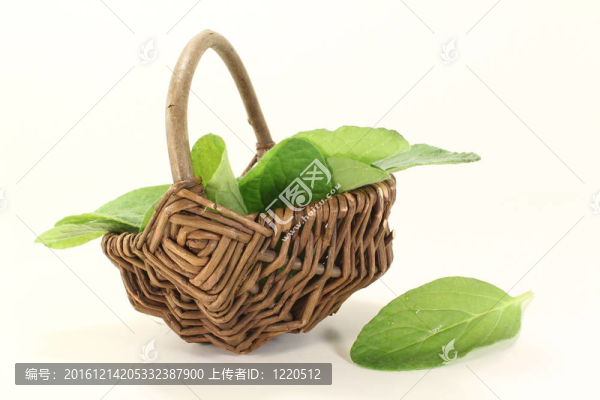 琉璃苣