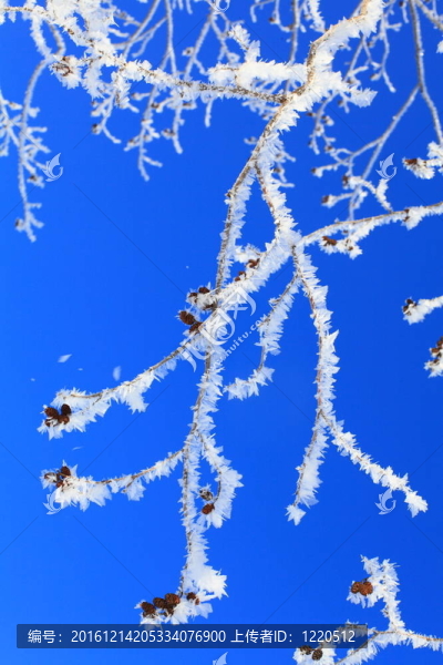 Frost和耳環(huán)