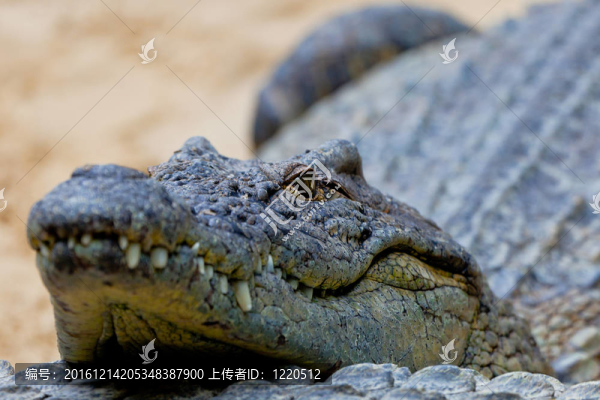 尼羅河鱷魚；Crocodylus,niloticus