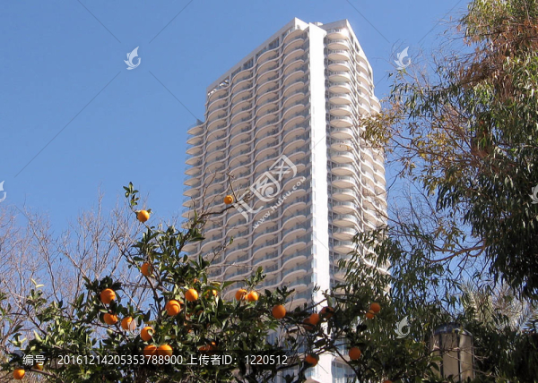 特拉維夫不tsedek桔子2008