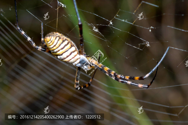 蜘蛛；Argiope,bruennichi