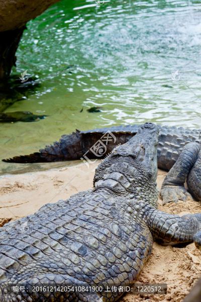 尼羅河鱷魚；Crocodylus,niloticus