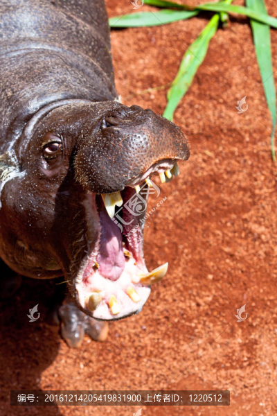 河馬侏儒；Hexaprotodon,liberiensis