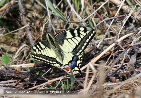 燕尾Butterfly2