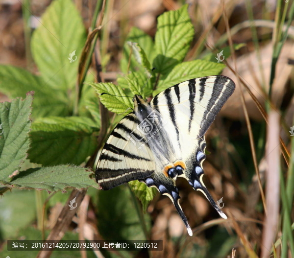 燕尾butterfly1