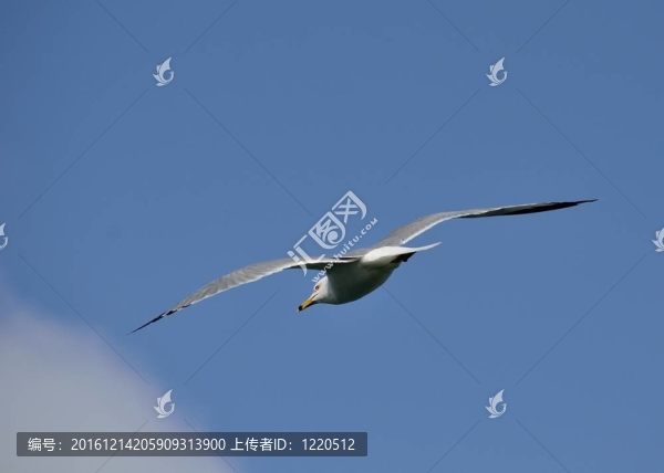 環(huán)嘴海鷗