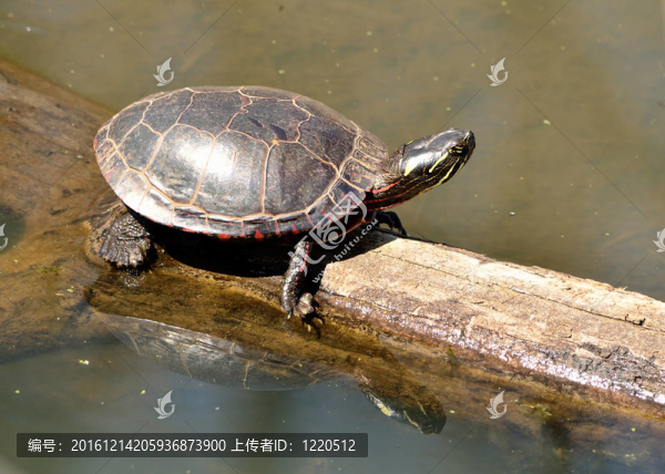 錦龜