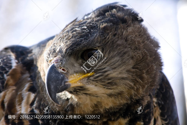 冠鷹雕