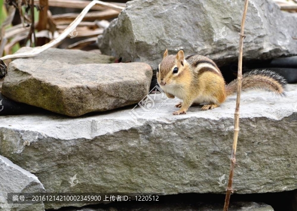 花栗鼠