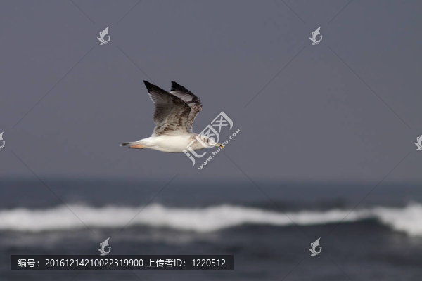 海鷗飛