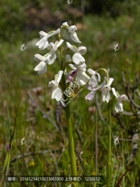 Orchis,longicornu；var.,alba
