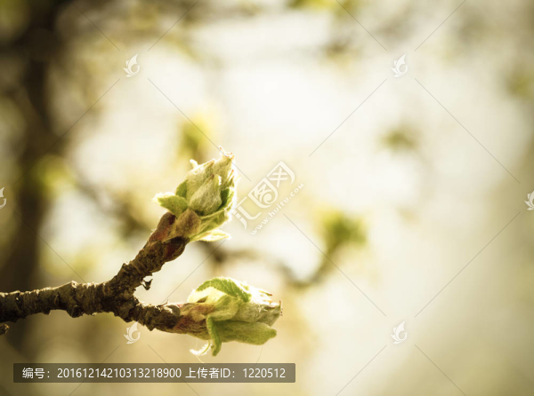 櫻花的花