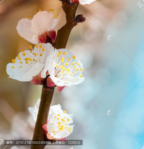 櫻花的花