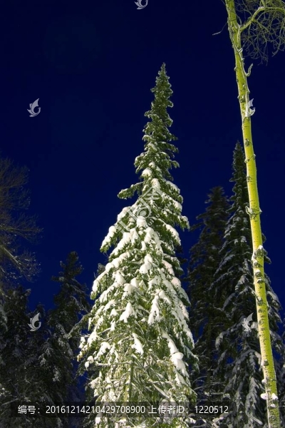 雪冷杉樹的夜間景觀
