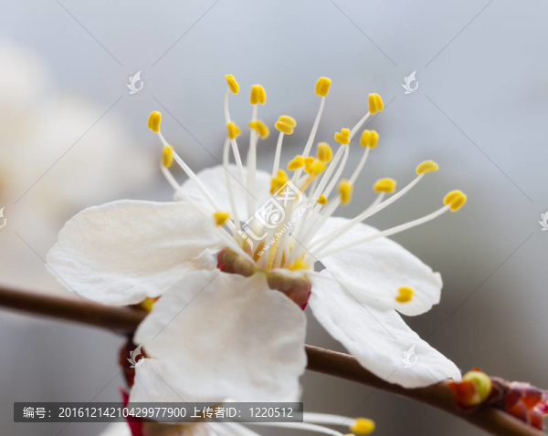 櫻花的花