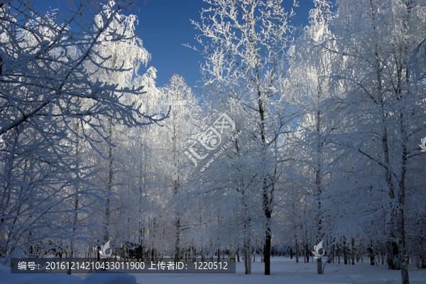 公園里的雪樹