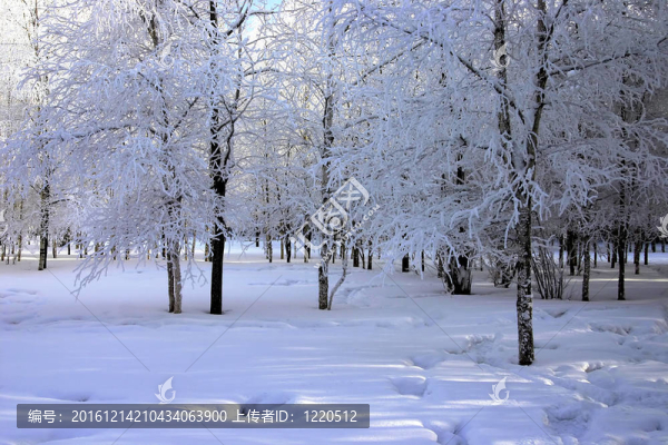 公園里的雪樹