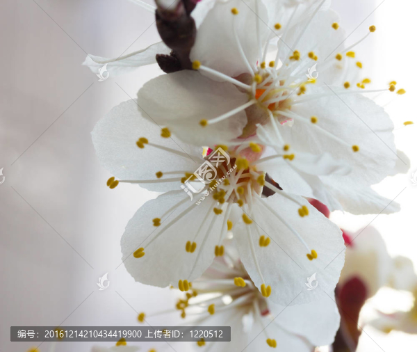 櫻花的花