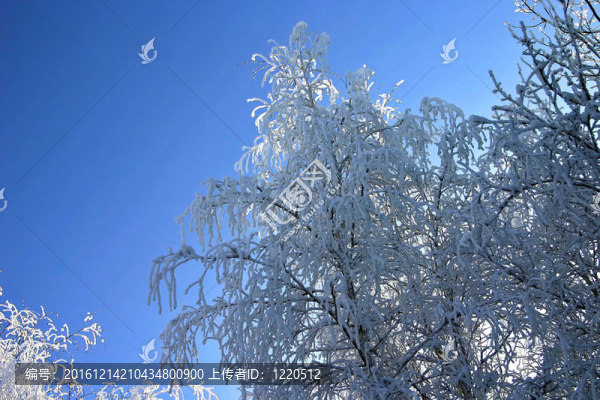 公園里的雪樹