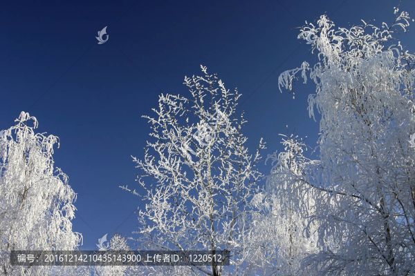公園里的雪樹