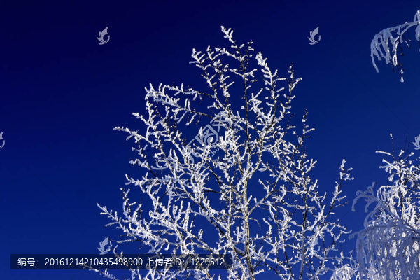 公園里的雪樹