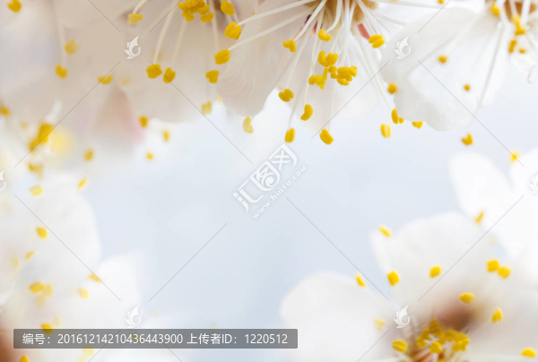 櫻花的花