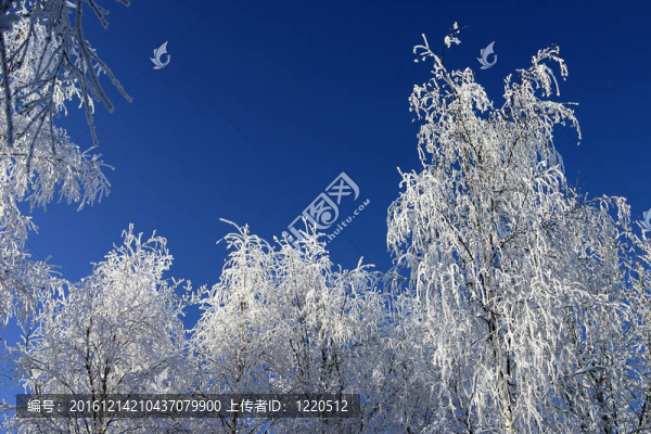 公園里的雪樹(shù)
