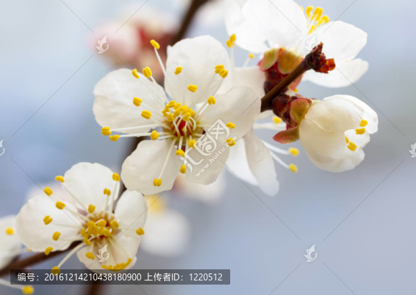 櫻花的花