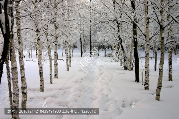 公園里的雪樹